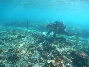 サンゴ調査風景