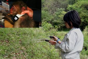 陸上生態系調査